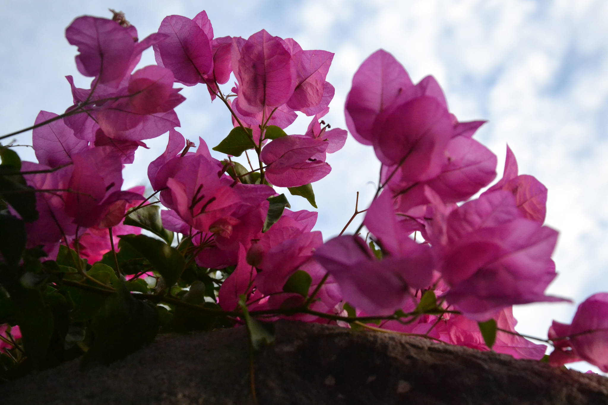 Blumenstrauch